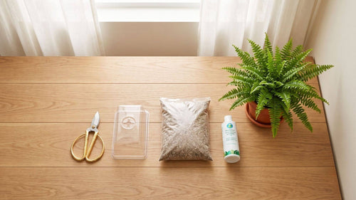 Easy Indoor Fern Propagation Methods That Work