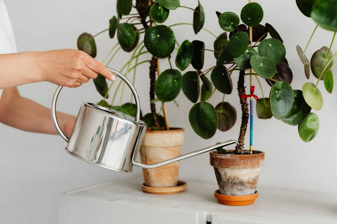 Indoor Plant Care