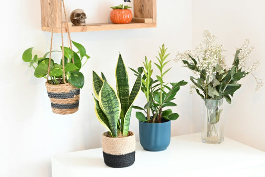 Indoor Plants