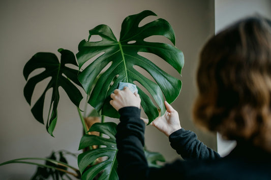 Monstera