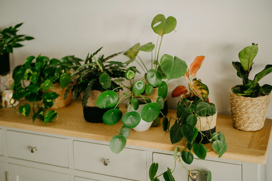 Plant Guide