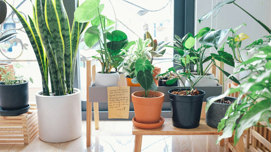 Plant Nursery