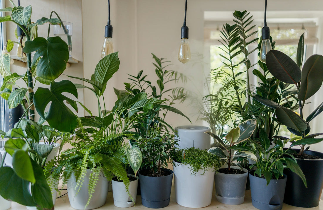 Your at-Home Plant Hospital and Holiday Hotel Guide