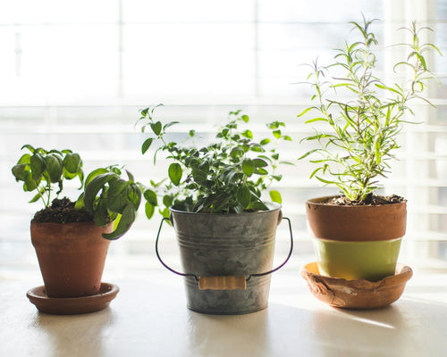 Holiday-Ready Repotting Guide: Move Plants Up or Down a Pot Size Without Shock