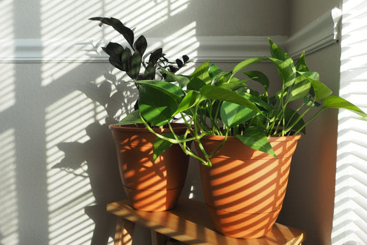 houseplants