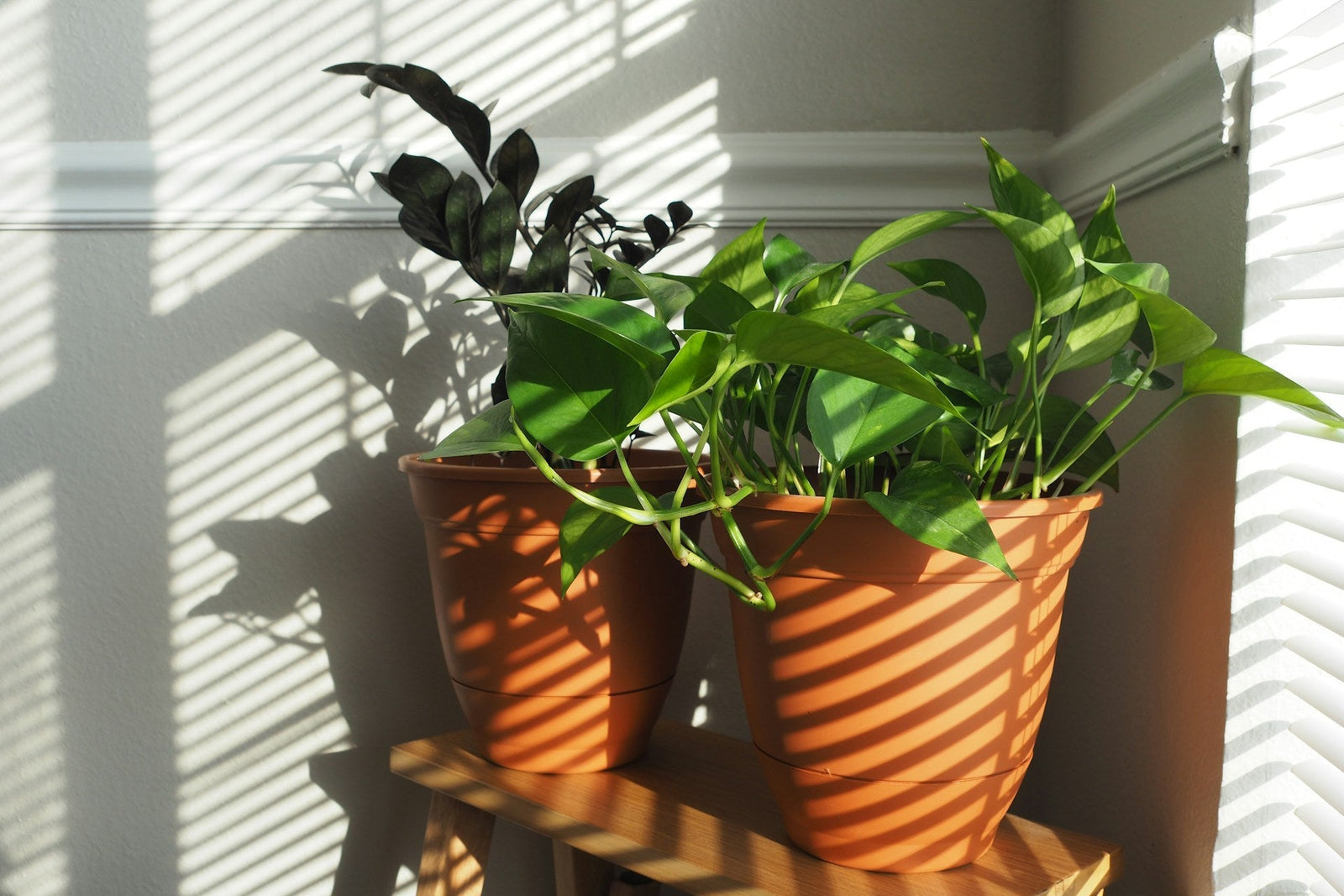 Give Your Favourite Plant a Second Life at Our Mortdale Service Centre