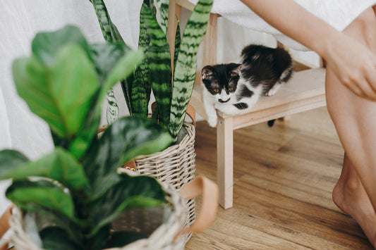 pet friendly plants