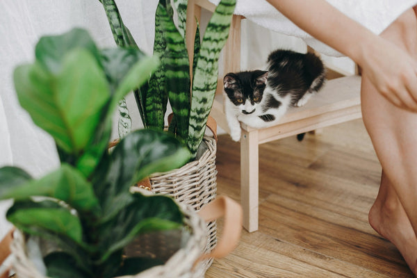 Understanding Pet Friendly Plants in Australia
