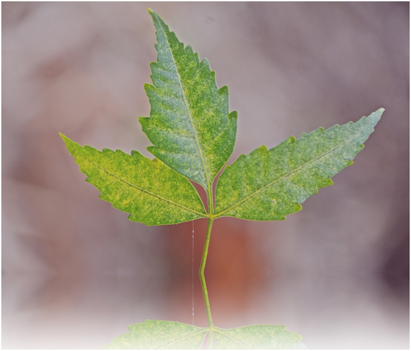 Organic pest control practices to control any pest infestation