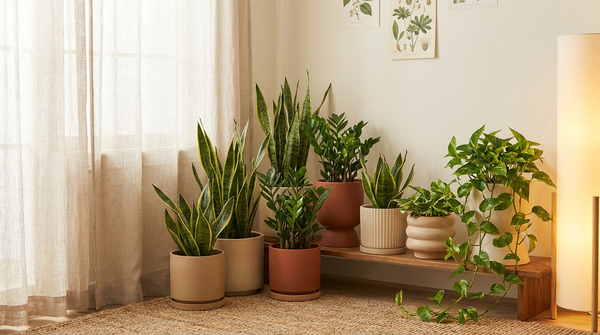 Low Light Plants