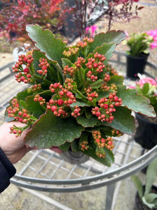 Kalanchoe Calandiva
