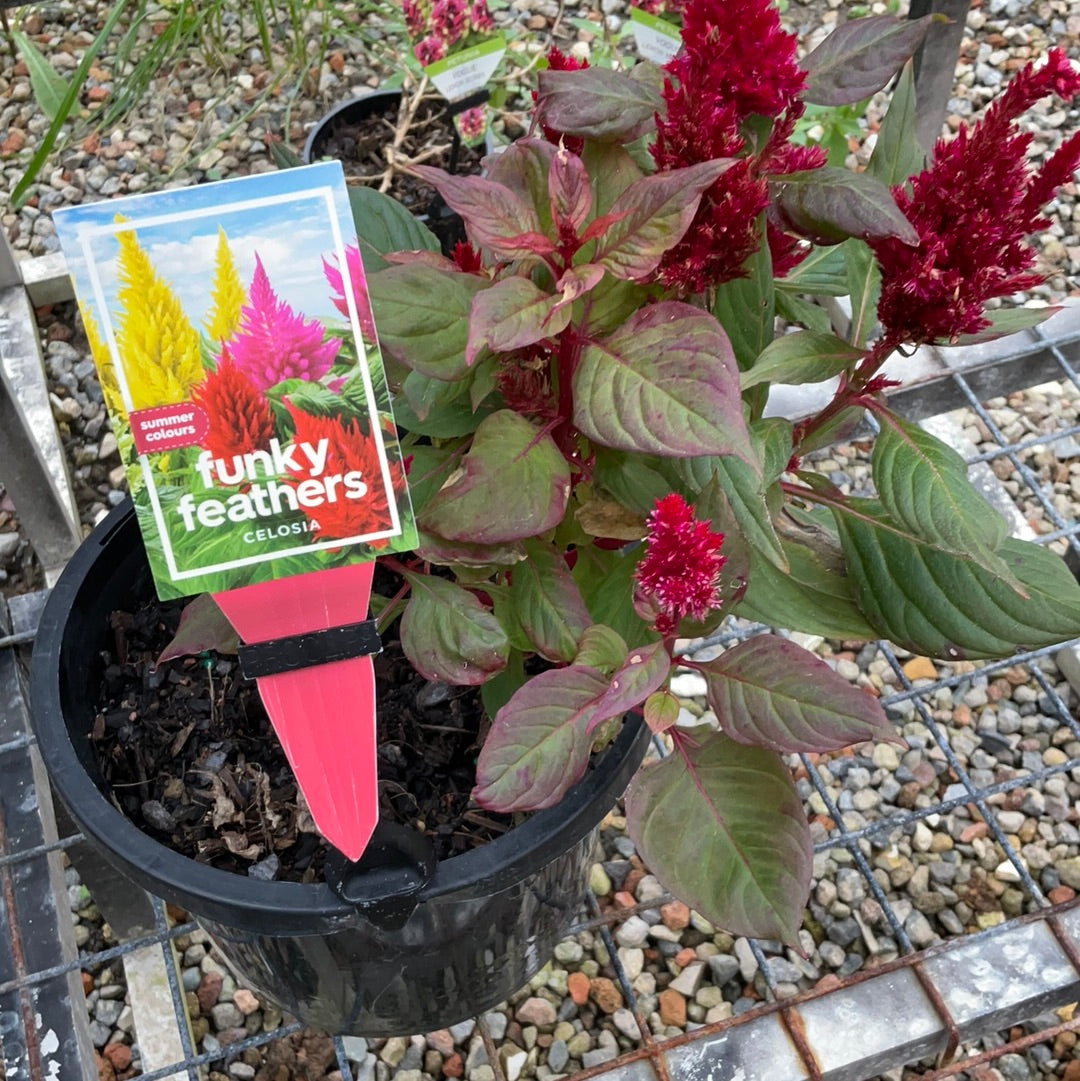 CELOSIA FUNKY FEATHERS – The Houseplant Shop