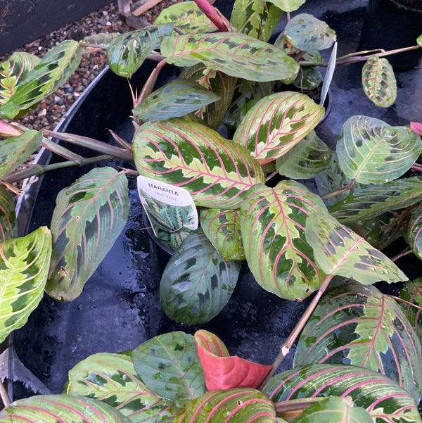 Maranta