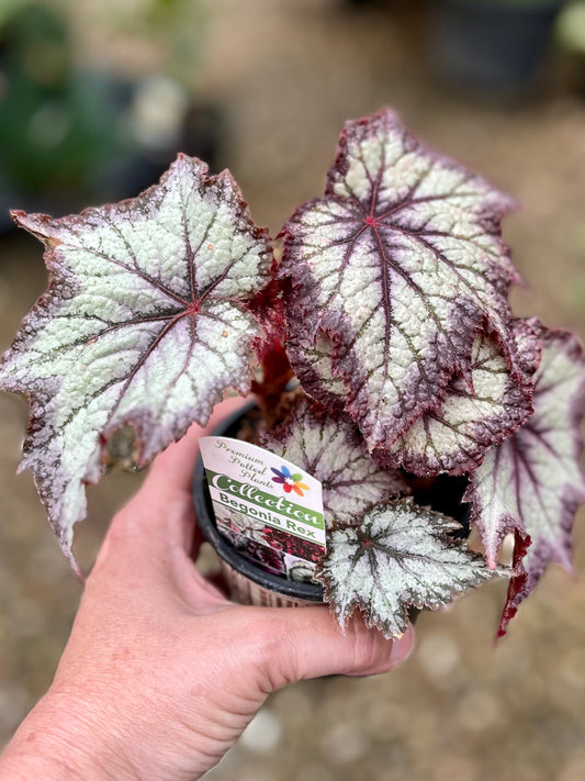 BEGONIA REX