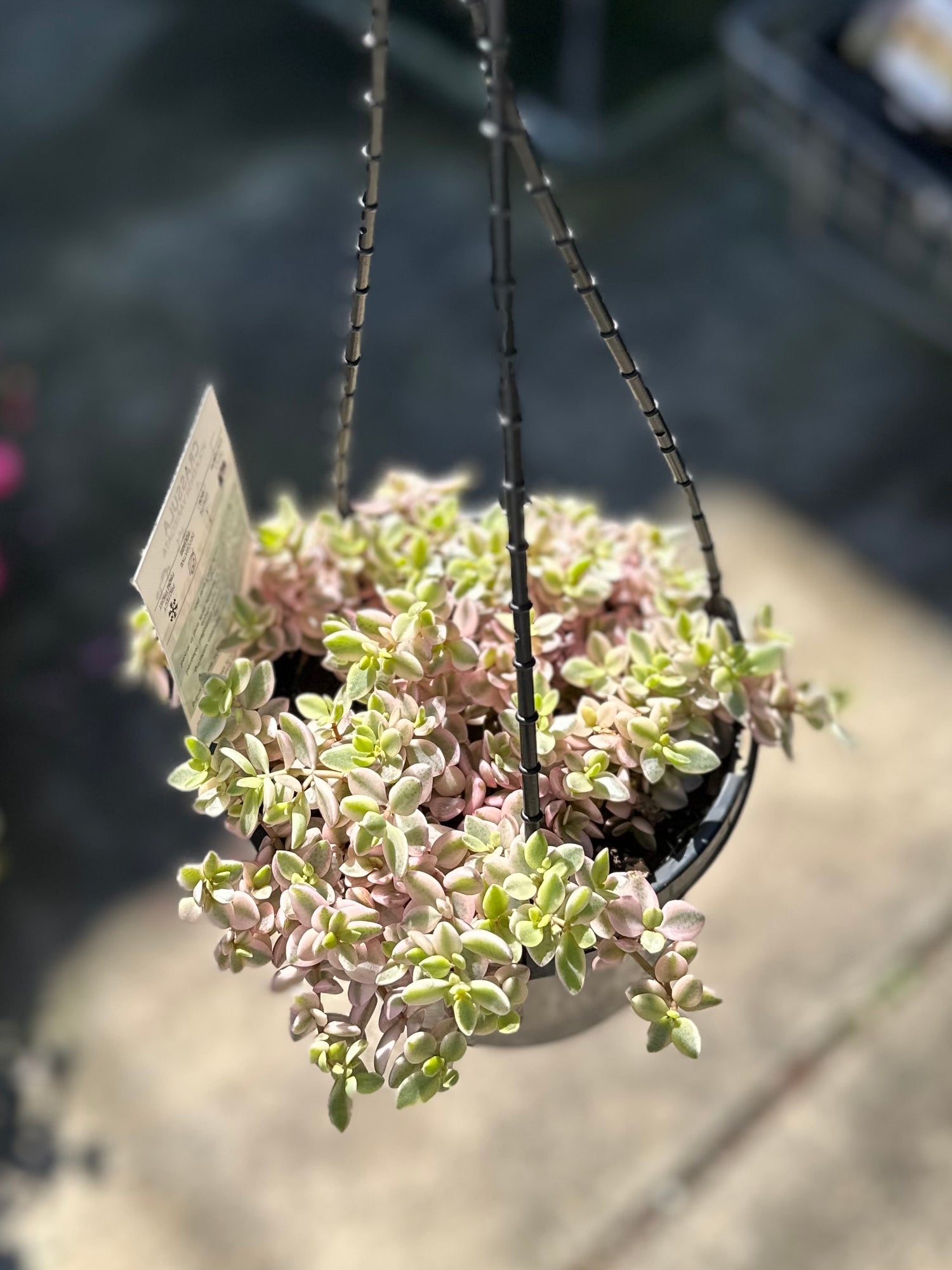 CRASSULA VOLKENSII VARIEGATED