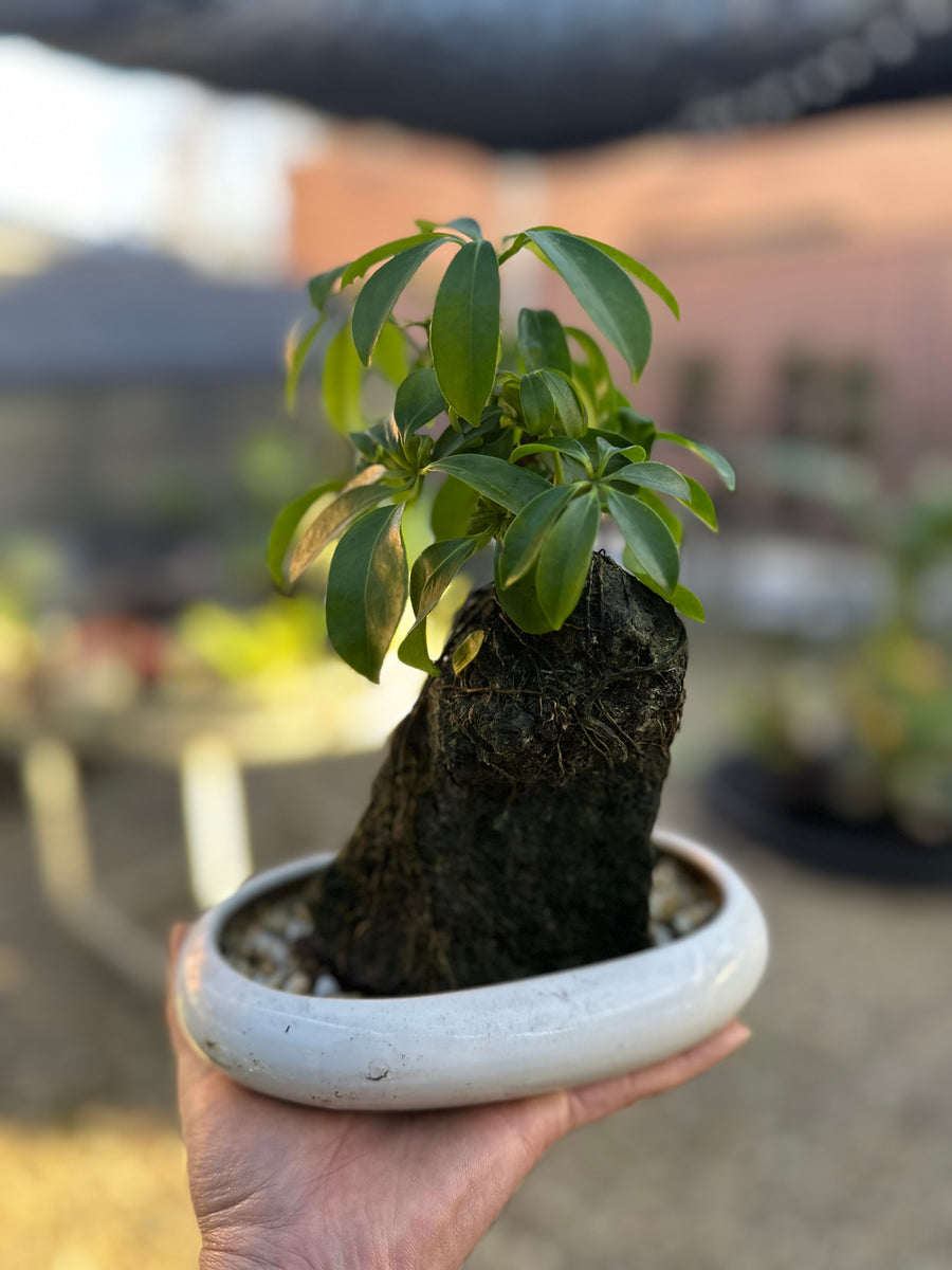 SCHEFFLERA BONSAI