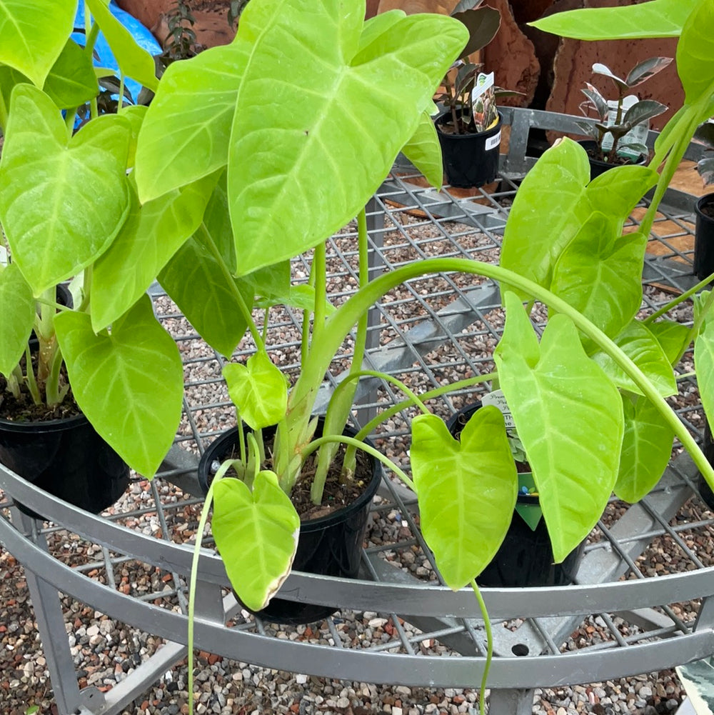 Xanthosoma Lime Zinger