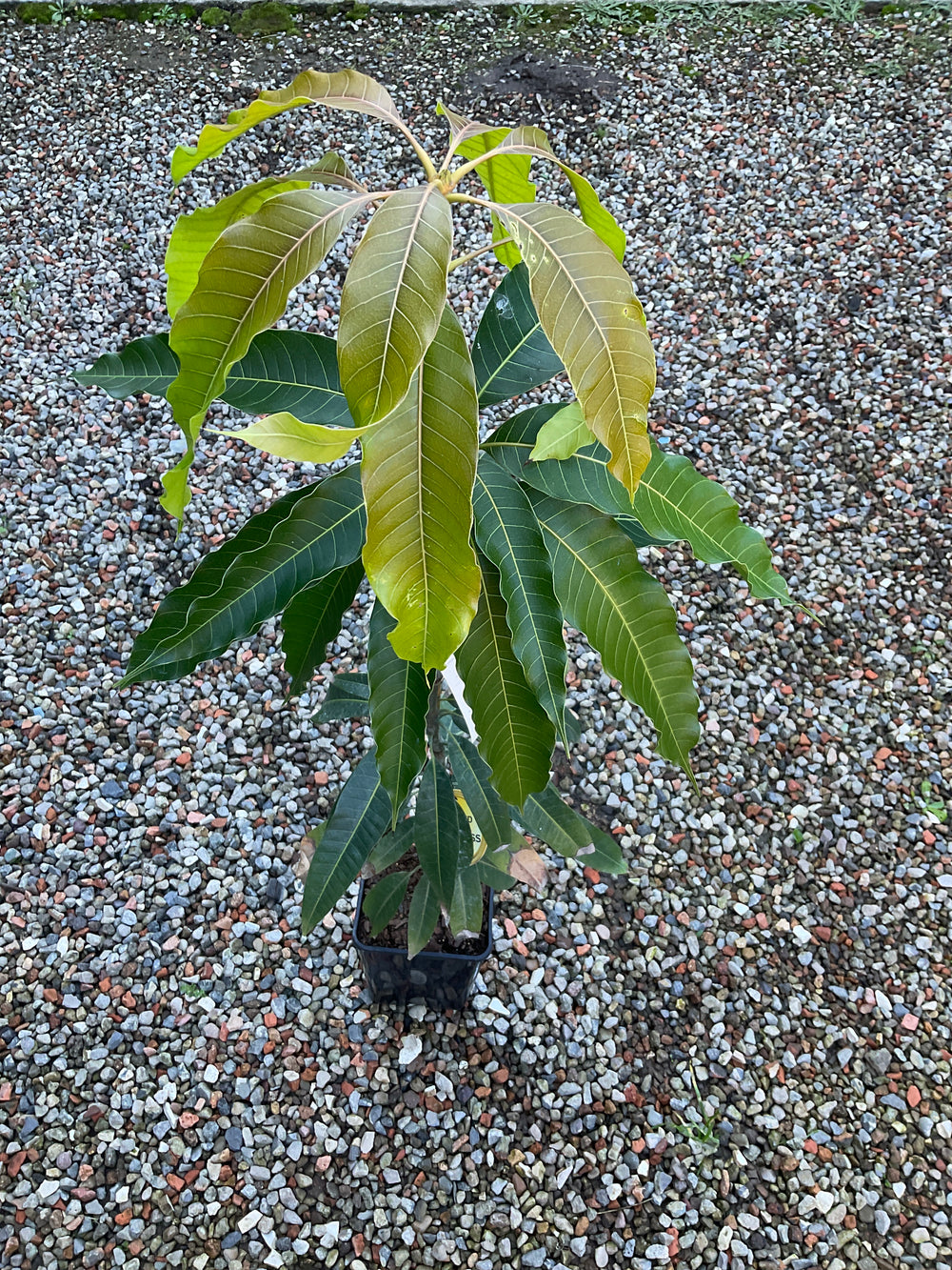 Mango Seedling Mangifera Kensington 200mm