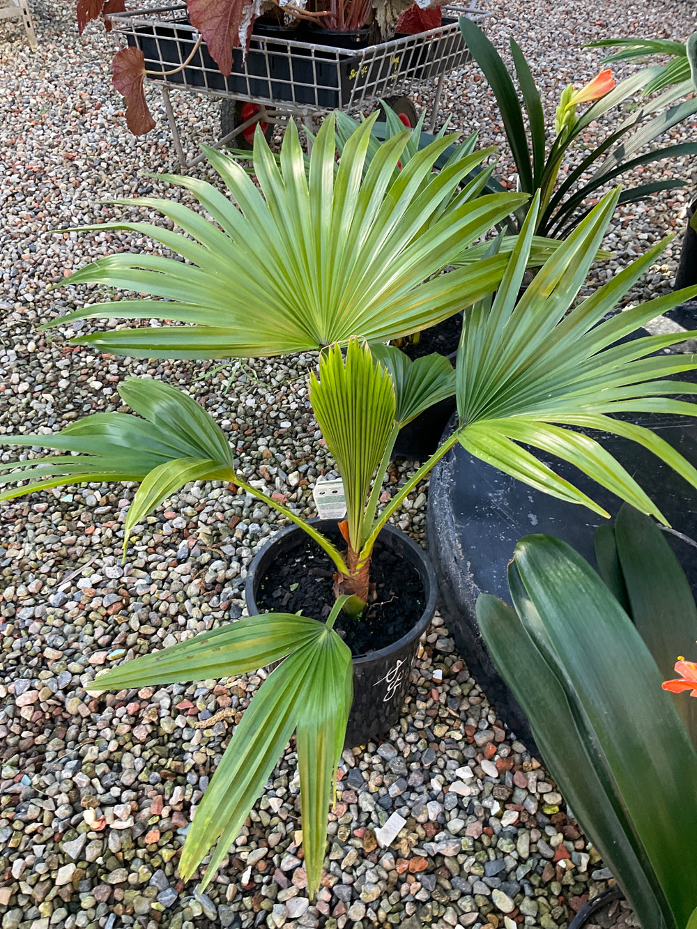 Chinese Fan Palm