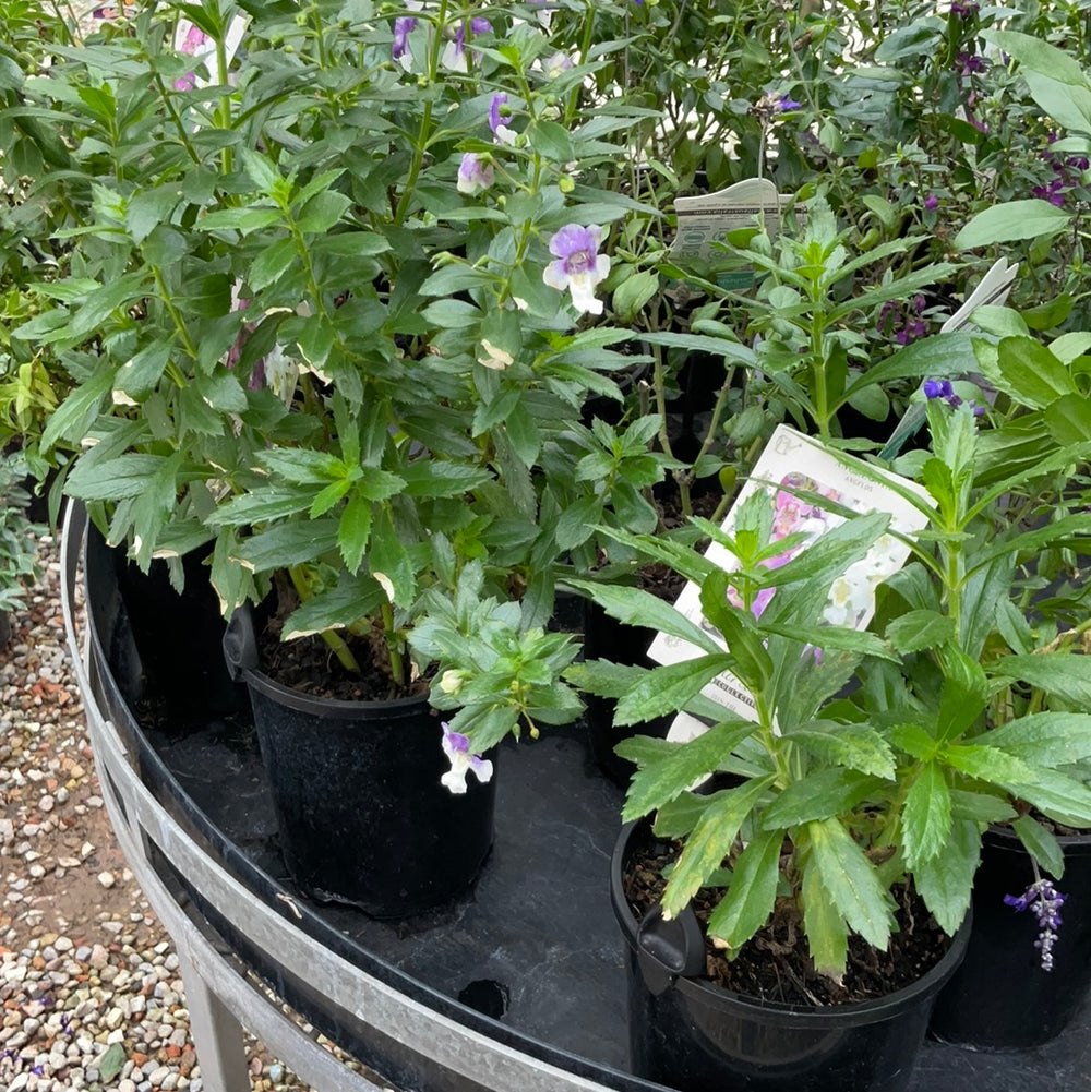 Angelonia Plant