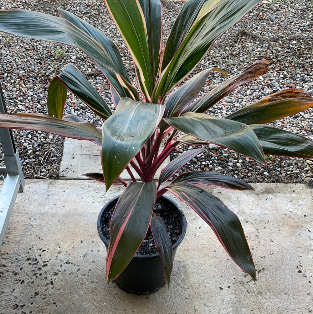 Cordyline Fruticosa Pink Diamond