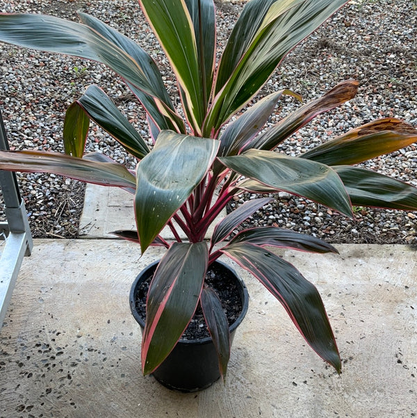 Cordyline Fruticosa Pink Diamond