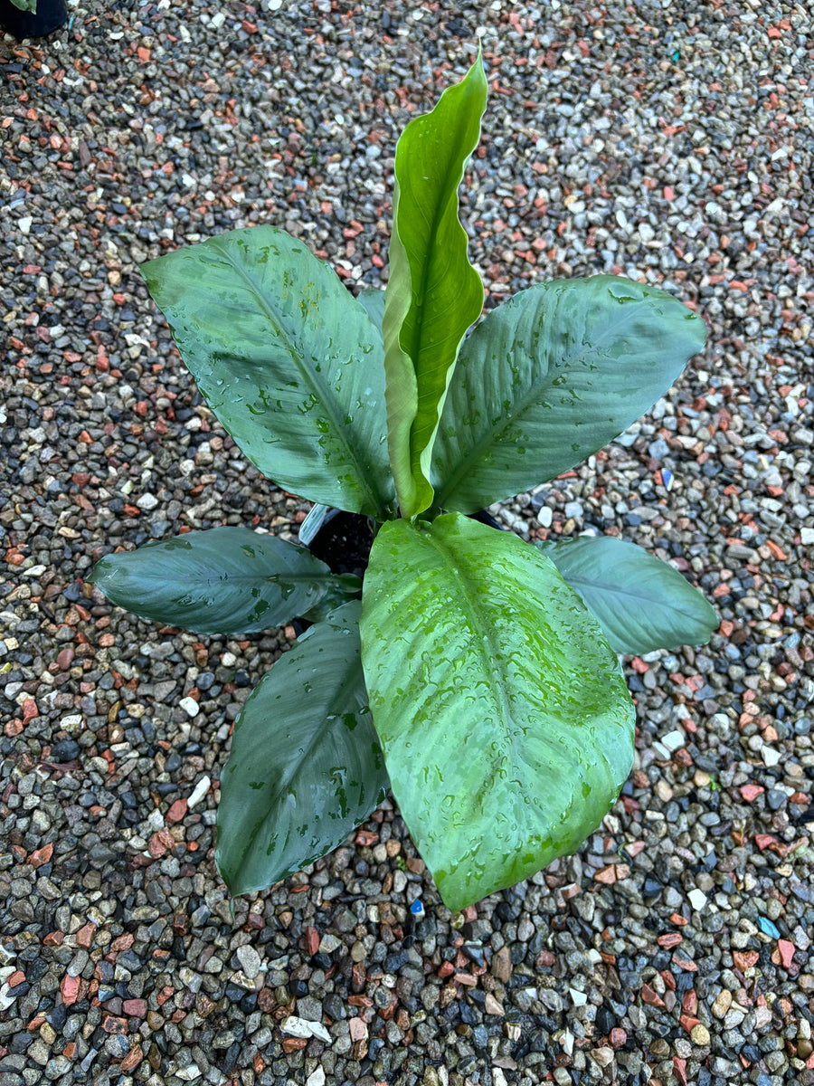 SPATHIPHYLLUM BLUE MOON