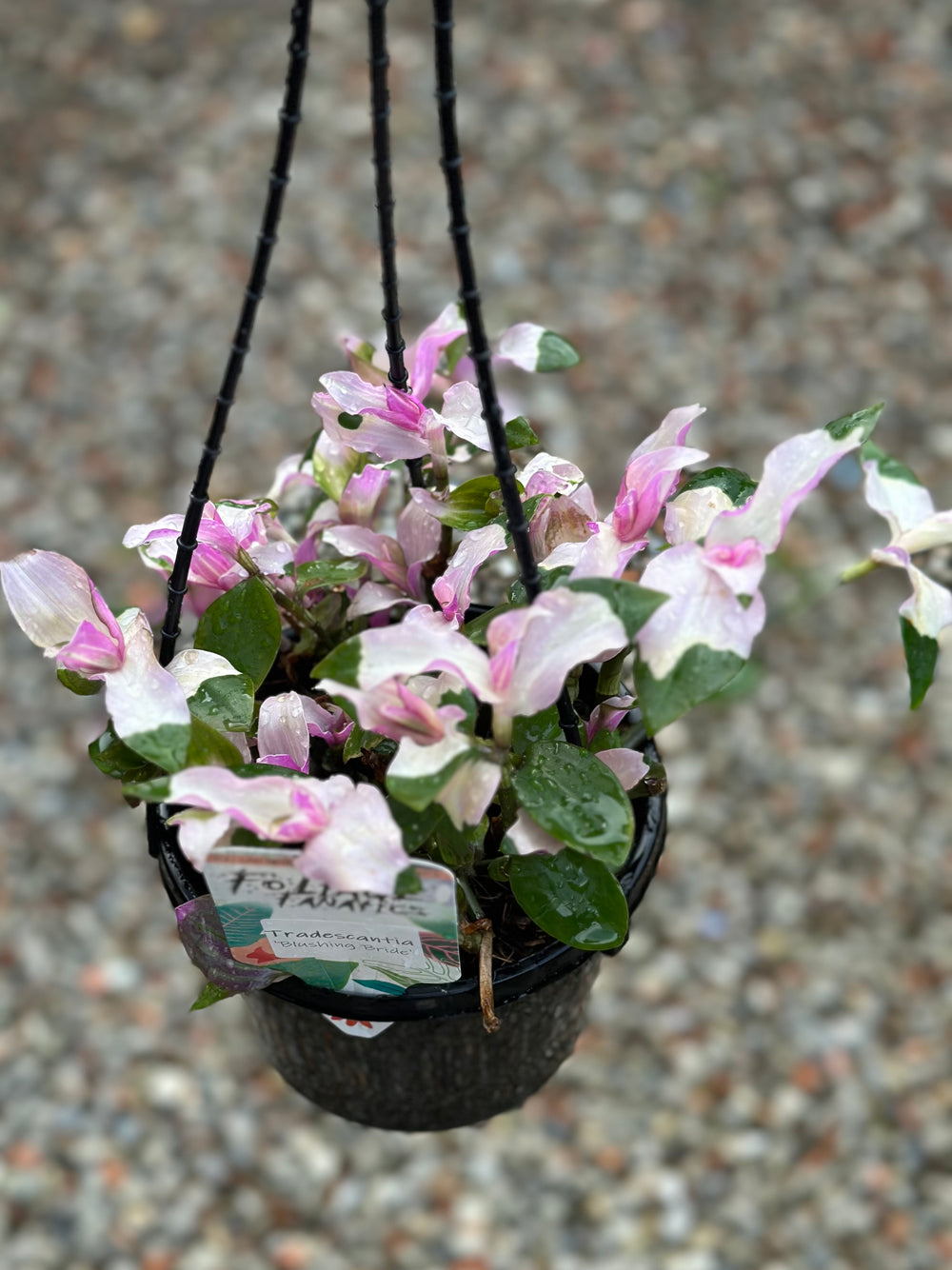 Tradescantia