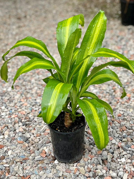 HAPPY PLANT