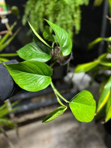 GREEN POTHOS