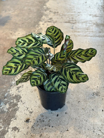 CALATHEA MAKOYANA