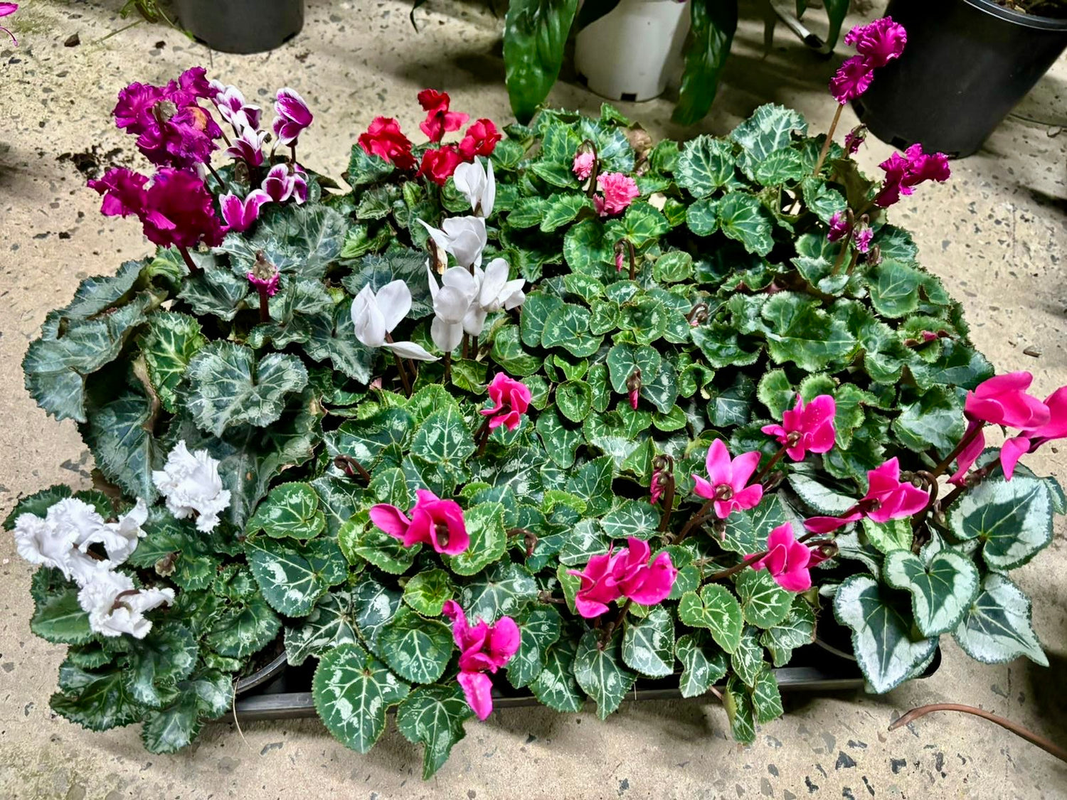 CYCLAMEN