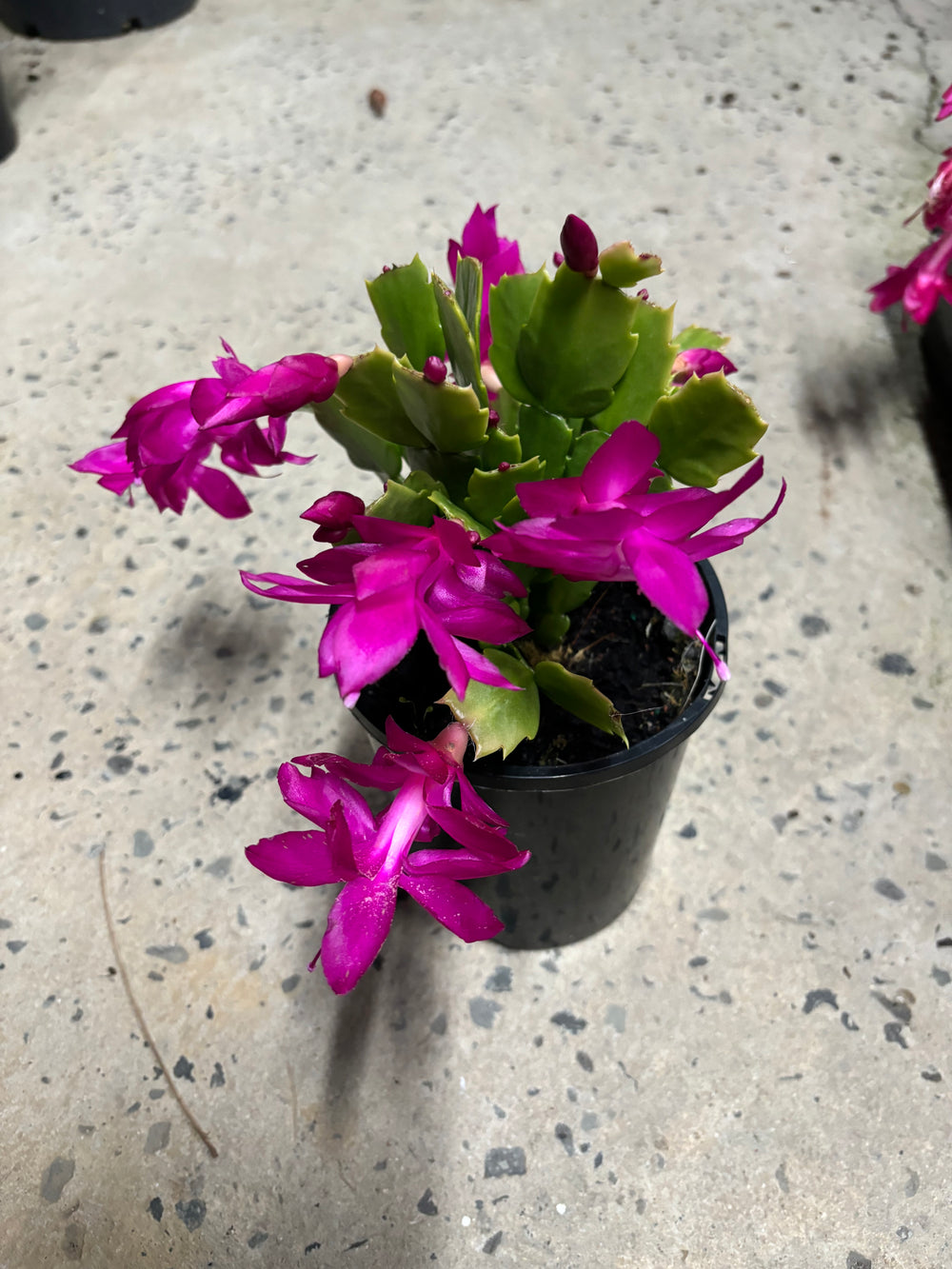 Zygocactus Amazonia