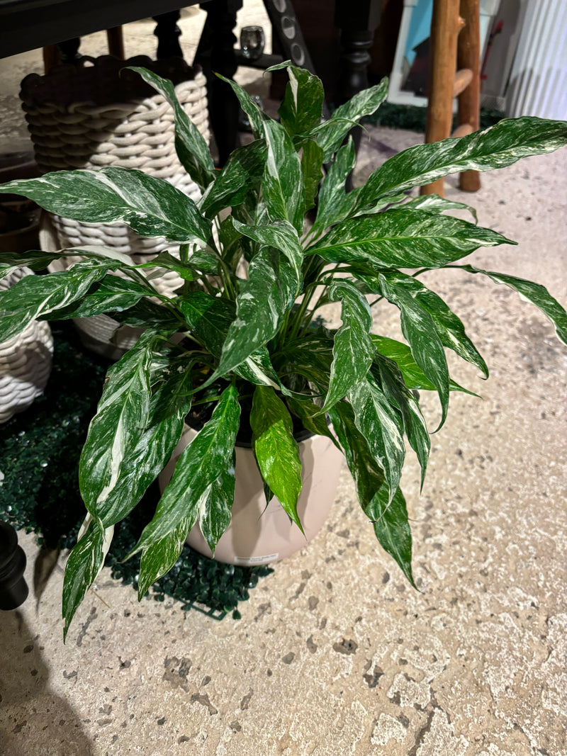 SPATHIPHYLLUM DOMINO (PEACE LILY)