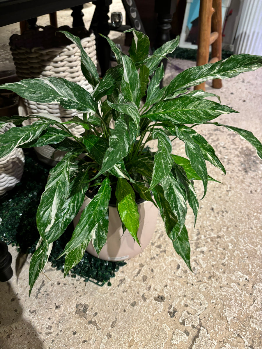 SPATHIPHYLLUM DOMINO