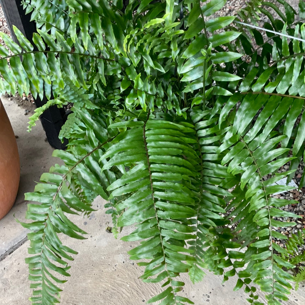 Nephrolepis Boston Fern Hanger 270mm