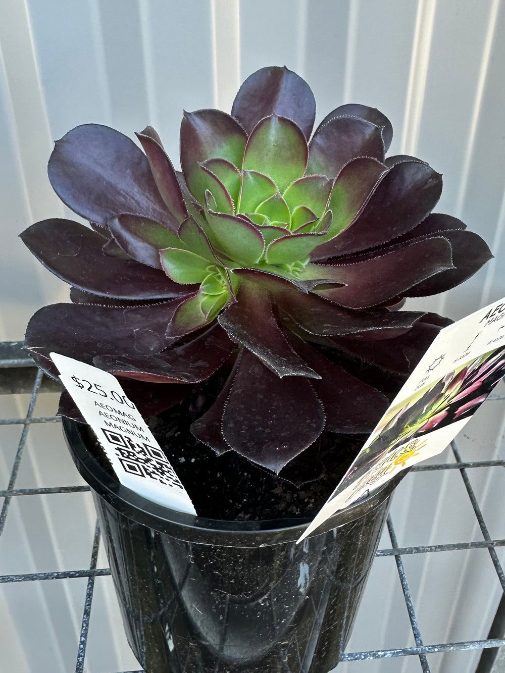 Aeonium Magnum