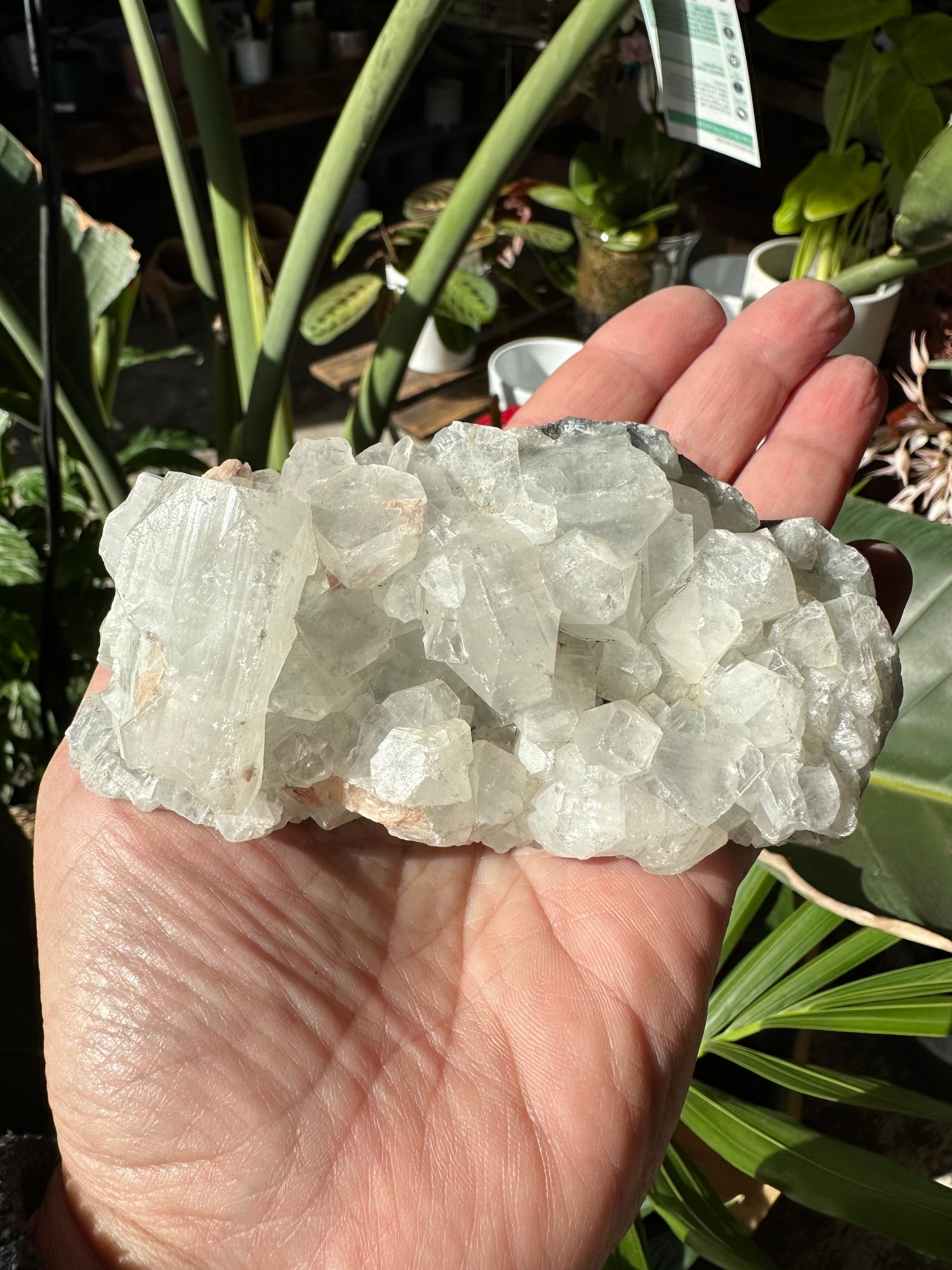 APOPHYLLITE CLUSTER