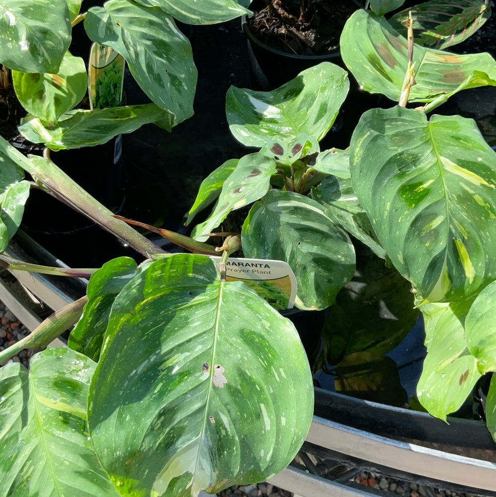 Maranta