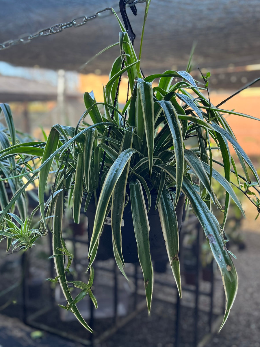 SPIDER PLANT