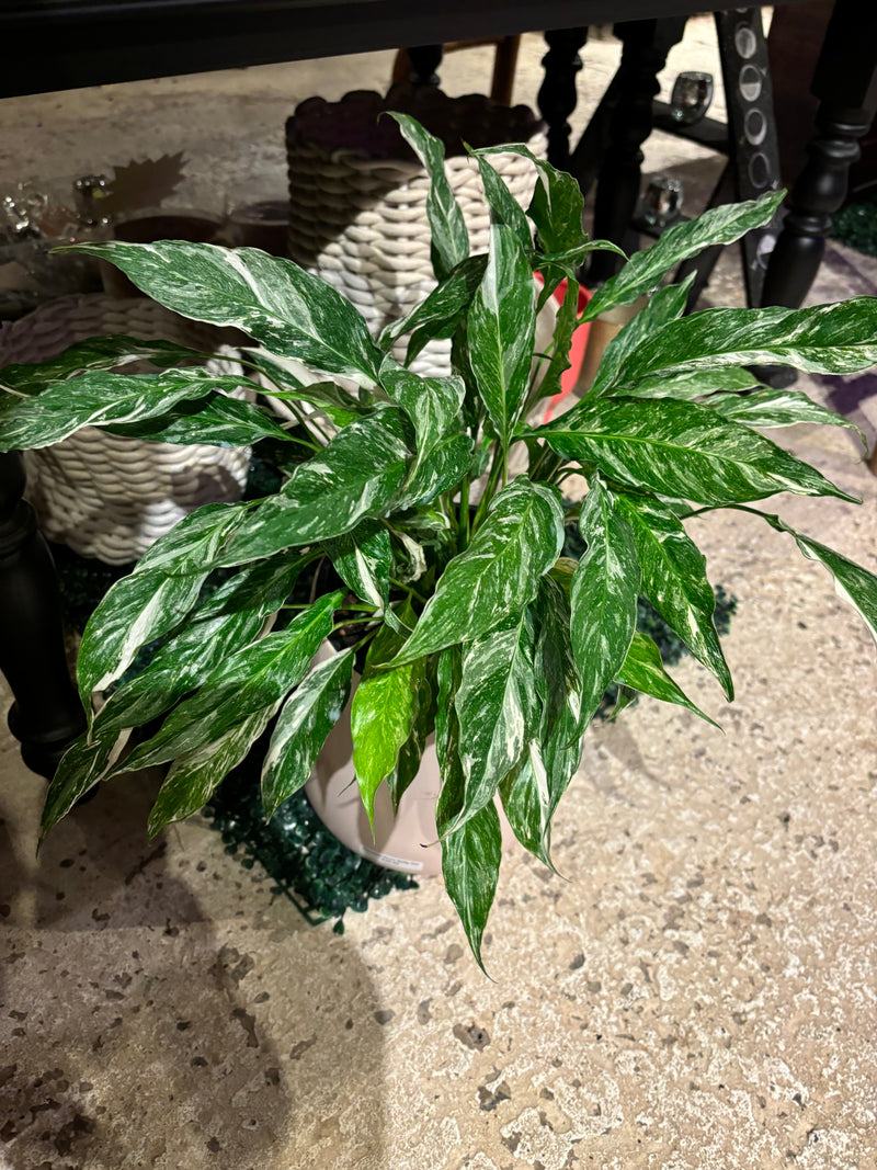 SPATHIPHYLLUM DOMINO (PEACE LILY)
