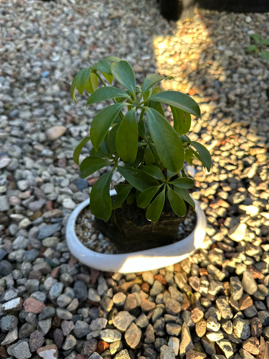 SCHEFFLERA BONSAI