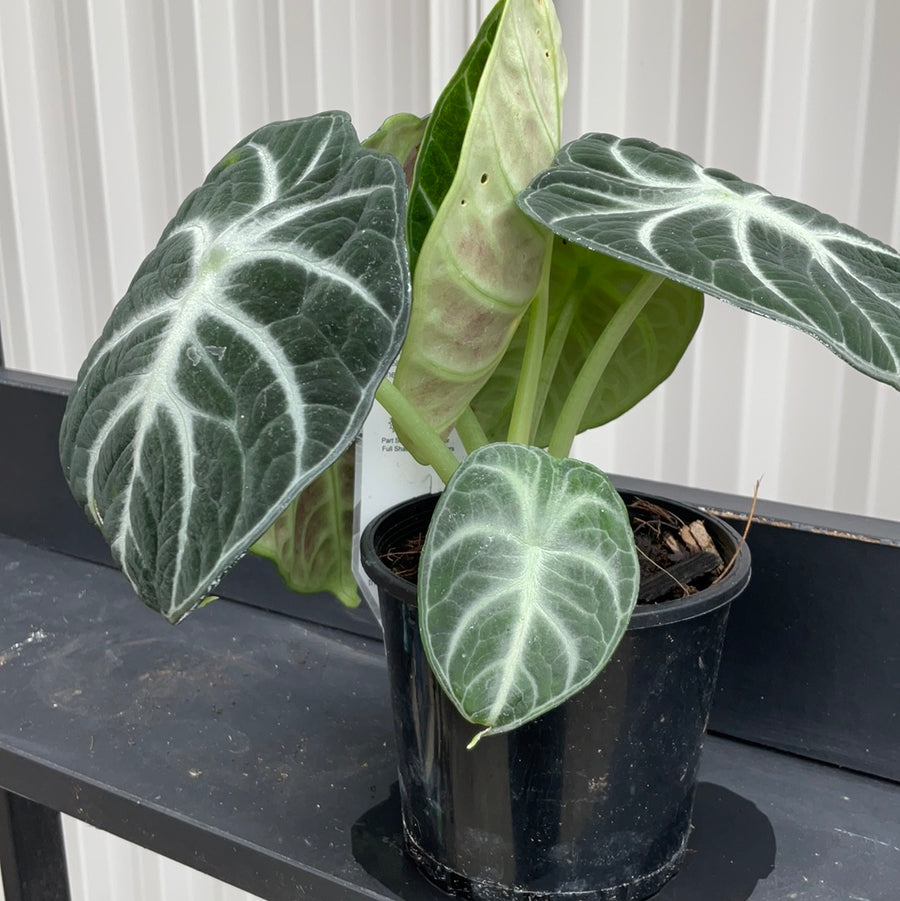 ALOCASIA NINJA