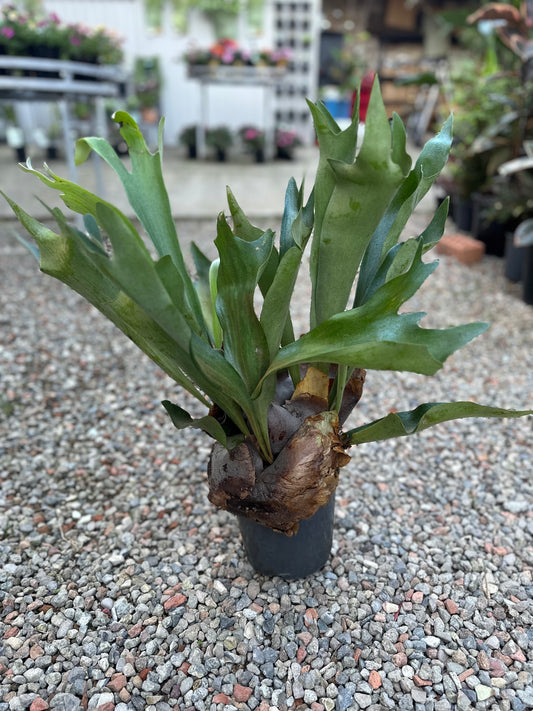 ELKHORN 175MM