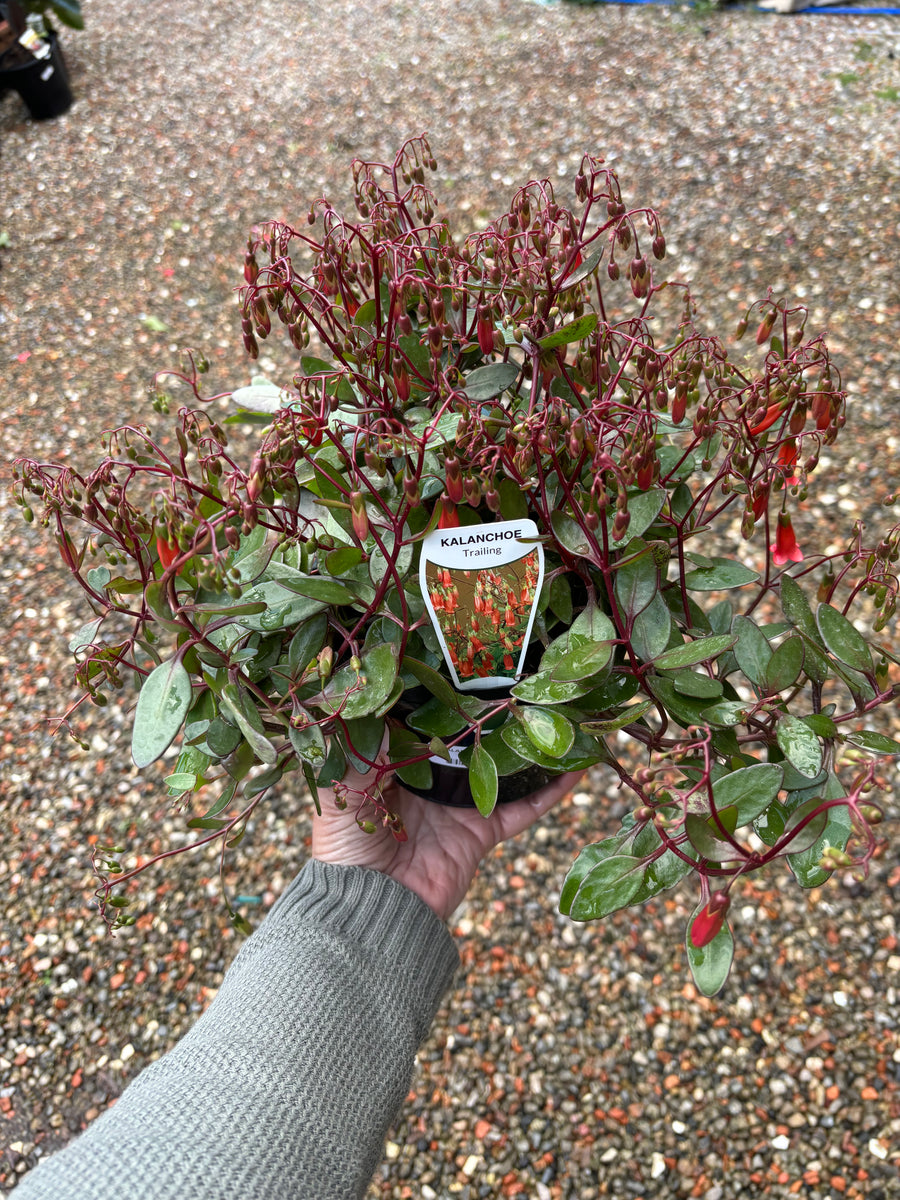 KALANCHOE BELLS