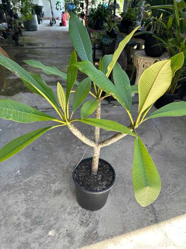 Plumeria (Frangipani)