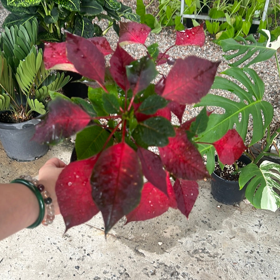 POINSETTIA