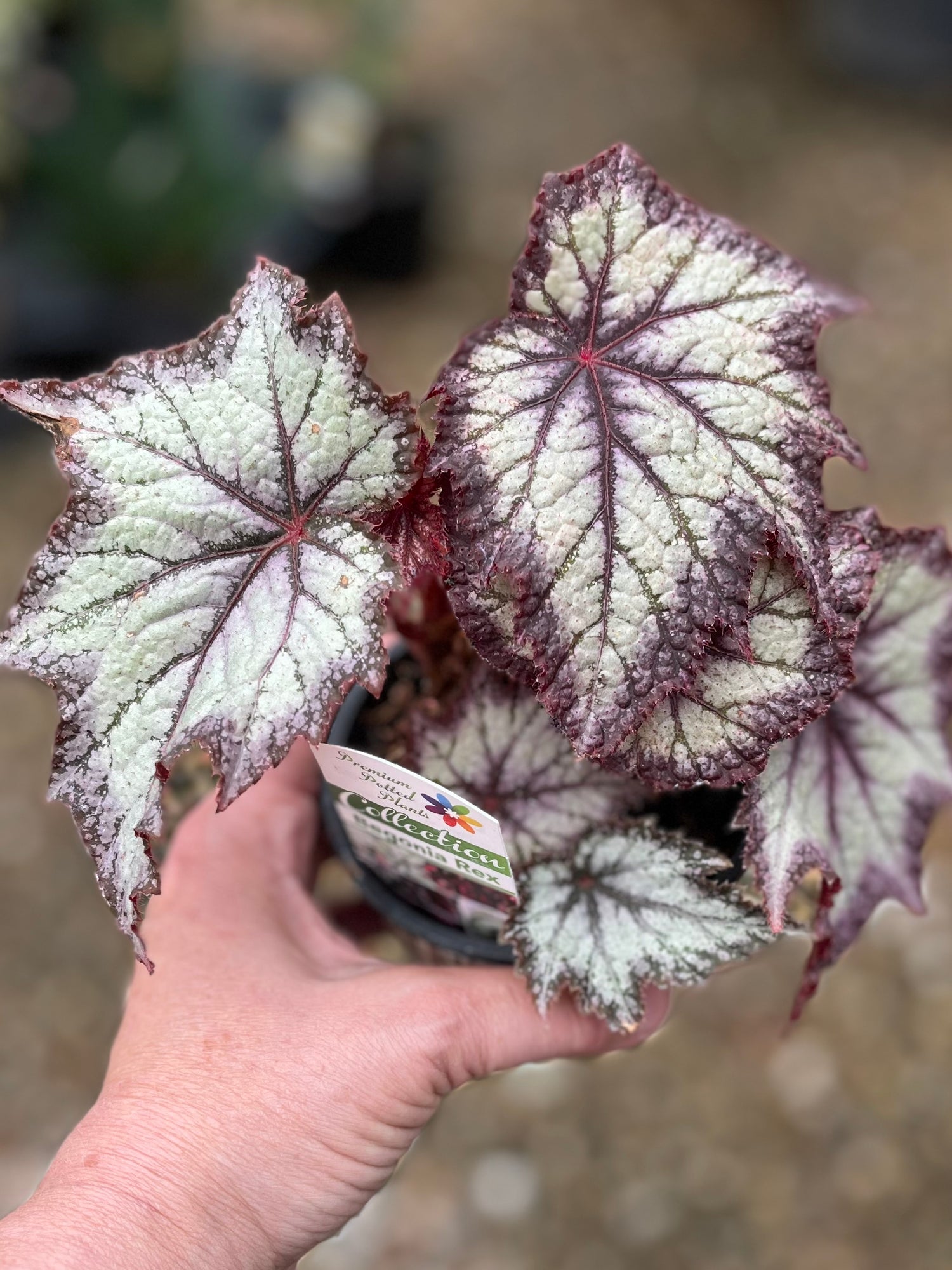 BEGONIA REX