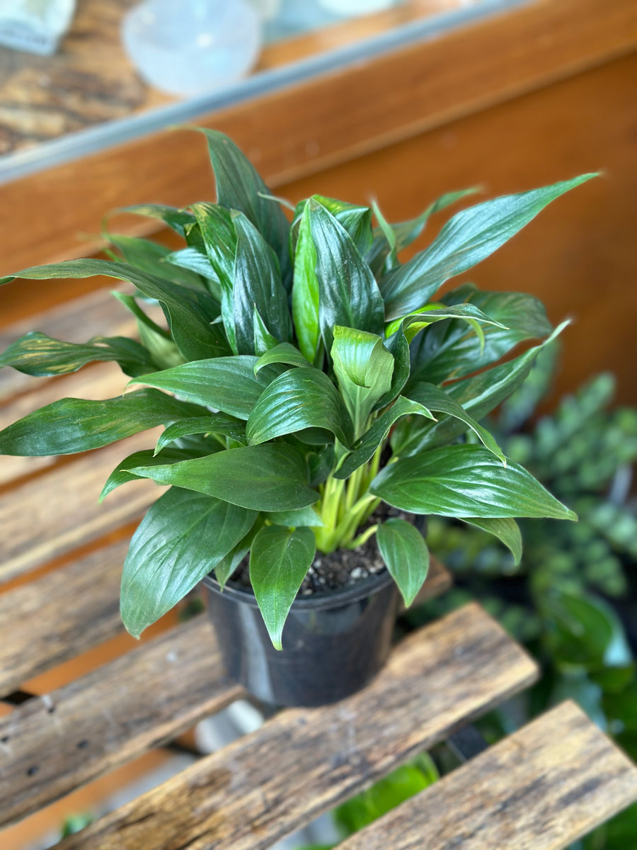 DRACAENA JANET