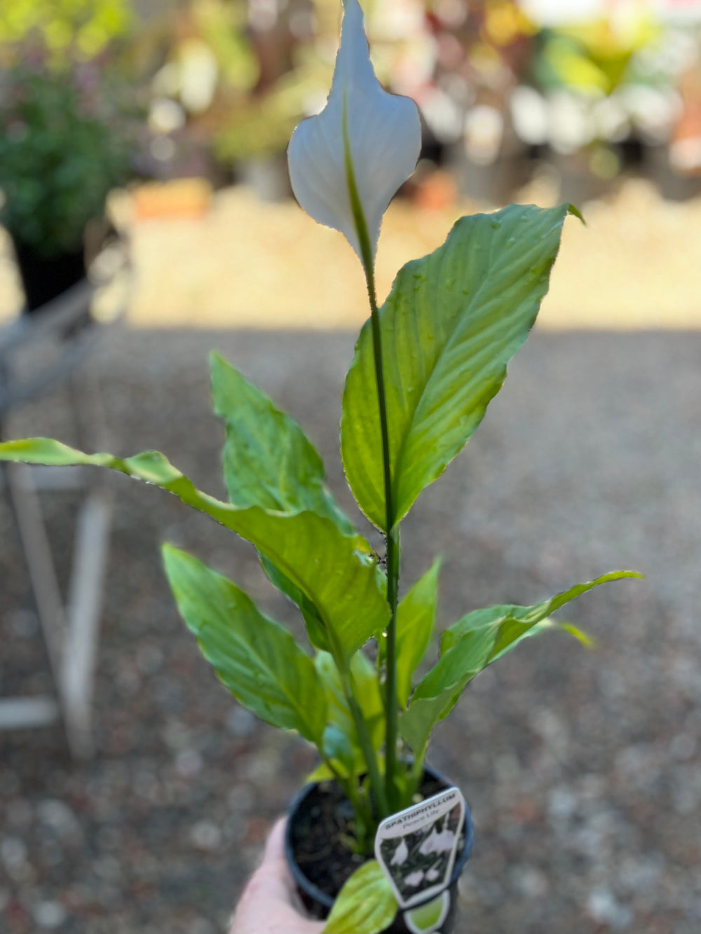 Spathiphyllum Sweet Pablo